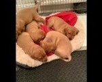 Na prodaju štenci labradorskog retrivera „lisnato-crvene” (fox red) boje